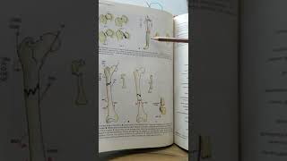 Blood supply of Head of femurFracture of Neck of femur [upl. by Iilek158]