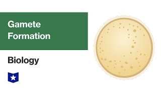 Gamete Formation  Biology [upl. by Gerdeen657]