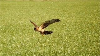 Northern Harriers Hunting HD [upl. by Onavlis358]