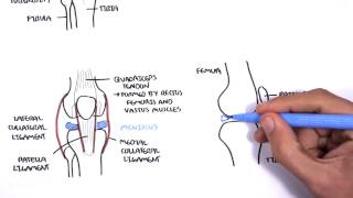 Clinical Anatomy  Knee [upl. by Kreg]