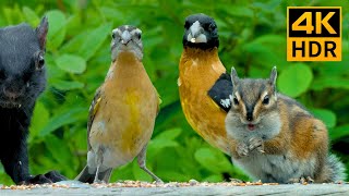 Cat TV for Cats to Watch😺8 Hours🐦Summer Birds Squirrels and Chipmunks in Canadian Woods4K HDR [upl. by Einna203]