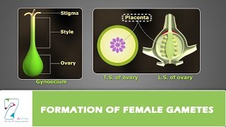 Formation of Female Gametes [upl. by Hakim]