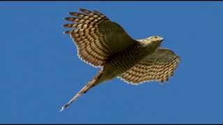 Sparrowhawk Bird Call Bird Song [upl. by Anaitit893]