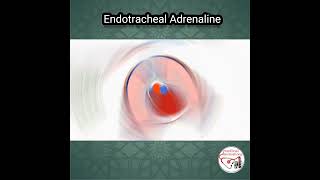 ENDOTRACHEAL ADRENALINE EPINEPHRINE DOSE  DRUG ADMINISTRATION medicine medicaleducation [upl. by Ferde]