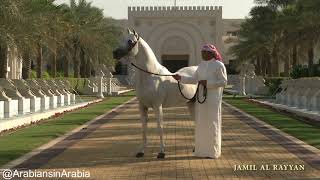 Al Rashediah Stud  Arabian horses [upl. by Marlyn565]