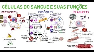 Células do Sangue e suas Funções [upl. by Cavanaugh]