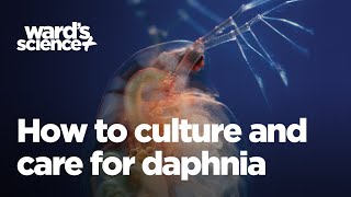 Caring and Culturing for Daphnia [upl. by O'Conner]