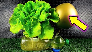 Cultiva lechugas en casa sin parar – Increíble Idea – Lechuga hidropónica infinita [upl. by Bitthia]