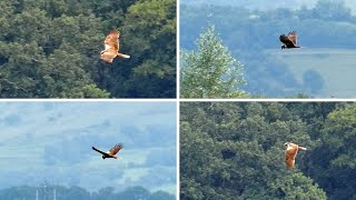 Marsh Harrier  Bird of Prey in Flight [upl. by Yeclehc]