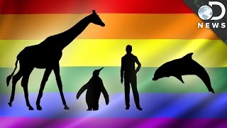 How Common Are Gay Animals [upl. by Pacien]