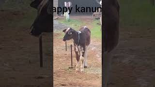 Happy kanuma🐄 [upl. by Lubba]