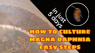 How to Culture Magna Daphnia Easily [upl. by Annirok]