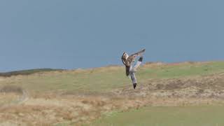 The hen harrier observed [upl. by Bathsheba]