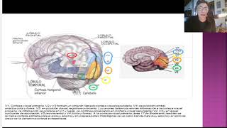 Visual Agnosia Patient [upl. by Luelle]