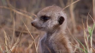 Snakebitten Meerkat Returns Home  BBC Earth [upl. by Allana]