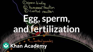 Egg sperm and fertilization  Behavior  MCAT  Khan Academy [upl. by Melone]