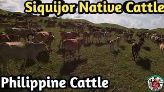 Amazing Driving Hundreds of Philippine Cattle to Another Grazing Area  Ubay Stock FarmPhilippines [upl. by Enninaej164]