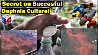 How to Culture Daphnia Successfully [upl. by Kleiman]