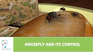 HOUSEFLY AND ITS CONTROL [upl. by Beverie]