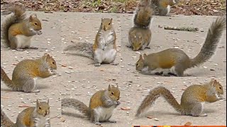 Jumpy Squirrels For Cats amp Dogs to Watch Big Park 4K Video [upl. by Alyl993]