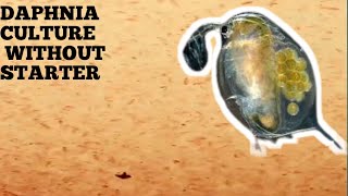 HOW TO CULTURE DAPHNIA NATURALLY WITHOUT A STARTER [upl. by Sillyrama]