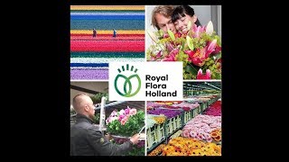 Royal FloraHolland Aalsmeer Netherlands Auction Dutch flower market cooperative tulips flowers [upl. by Atoked]