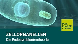 Zellorganellen  Die Endosymbiontentheorie [upl. by Malchy]