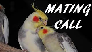 Cockatiel Mating Call [upl. by Meade]