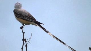 Scissortailed flycatcher [upl. by Yar993]