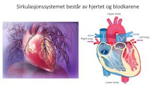 Sirkulasjonssystemet Introduksjon [upl. by Isidora]