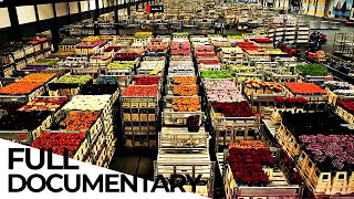 Billion Dollar Flower Market  ENDEVR Documentary [upl. by Jana]