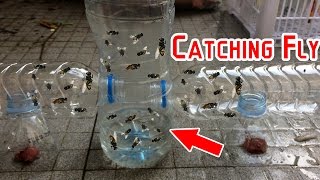 Catch Hundreds of House Flies In Days With A Homemade Trap  Creative Channel [upl. by Enetsuj]