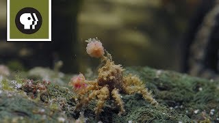 Boxer Crab Fights off Pufferfish [upl. by Akiria]