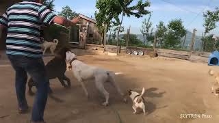 Best dog fight compilation [upl. by Homere330]