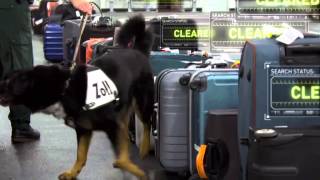 XRay Mega Airport Drug Sniffing Dog [upl. by Glarum]