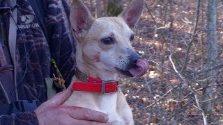 Squirrel Hunting with Steve and Ellie May  The Amazing Mountain Feist [upl. by Asilenna]