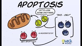 Apoptosis  Introduction Morphologic Changes and Mechanism [upl. by Ludlow]