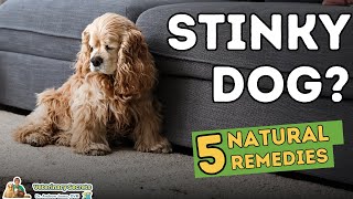 Stinky Dog 5 Home Remedies That Work [upl. by Marice]