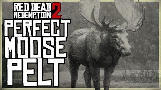 HOW TO GET A PERFECT MOOSE PELT  RED DEAD REDEMPTION 2 PRISTINE MOOSE HUNT [upl. by Thorner258]