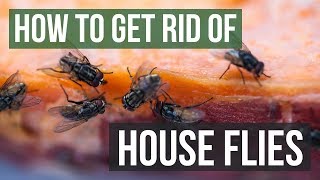 How to Get Rid of House Flies 4 Simple Steps [upl. by Bolitho]