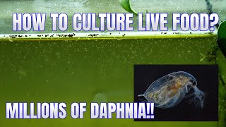 How to Culture Daphnia Secret Method to Breed MILLIONS  Simply Aquatic [upl. by Etty93]