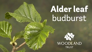 Alder leaf budding Timelapse  Woodland Trust [upl. by Garrott493]