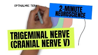 2Minute Neuroscience Trigeminal Nerve Cranial Nerve V [upl. by O'Toole]