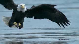 AQUILA VS SALMONE  BALD EAGLE VS SALMON HD [upl. by Gothar]