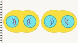 Biologie Die Zellteilung [upl. by Lewendal]