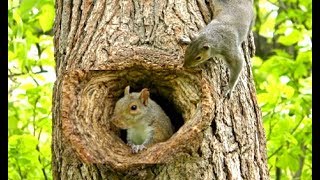 Cats Go Bonkers for this Squirrel Playing Peek A Boo Video [upl. by Acinoj195]