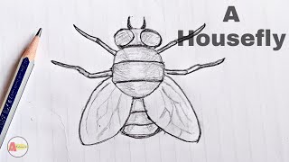 How to Draw a Housefly step by step Tutorial [upl. by Jorry]