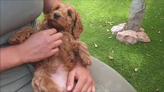 australian labradoodle puppys 8 weeks [upl. by Gytle114]