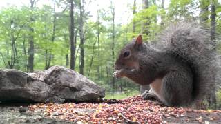 Eastern Gray Squirrel Video for dogs and cats to watch [upl. by Nnyre143]