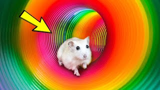 🌈🐹 Hamster Escape Maze Hamster Cute Pets Maze Best Challenge 😱 hamsterescape mazediytraps [upl. by Lavona450]